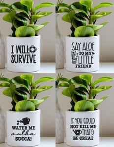 Custom Plant Holders